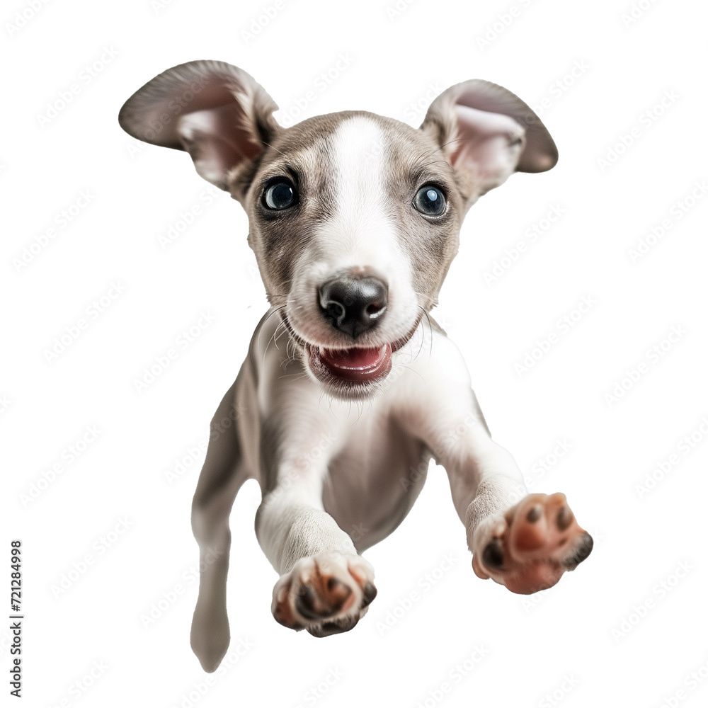 young whippet jumping on a transparent background