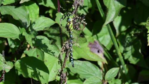 Aeshna cyanea maschio posato in mezzo alle ortiche photo