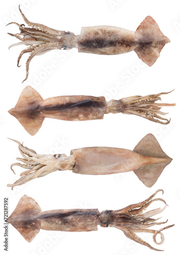Fresh squid isolated on white background, Squid isolated on white Set or Collection. photo