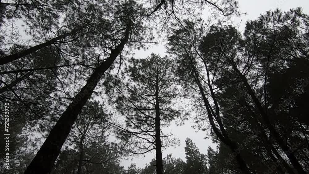 trees in the forest trees in the forest