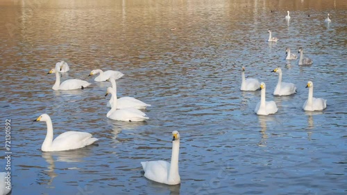 Flock of swans and waterfowl swimming in the lake