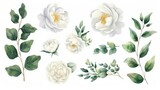 Watercolor floral illustration set. White flowers, green leaves individual elements collection. Rose, peony, eucalyptus. For bouquets, wreaths, wedding invitations, anniversary, birthday, prints