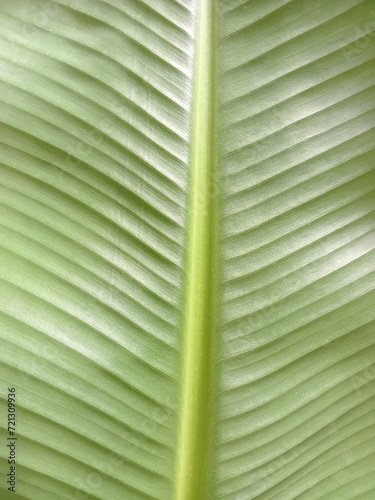 green banana leaf texture