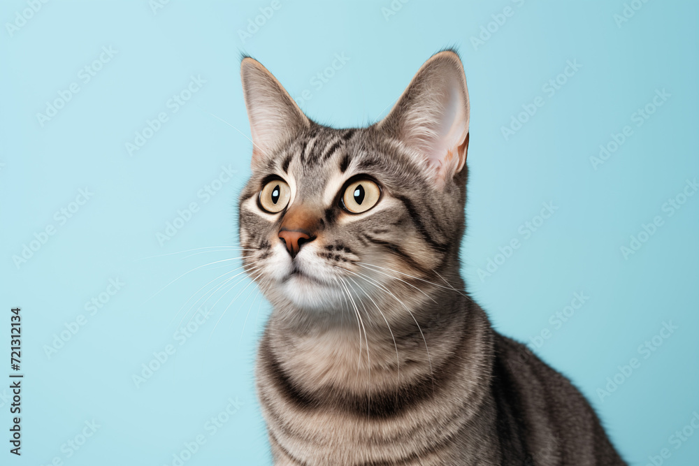 Tabby Cat with Striped Fur on Blue Background