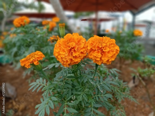 orange chrysanthemum flower