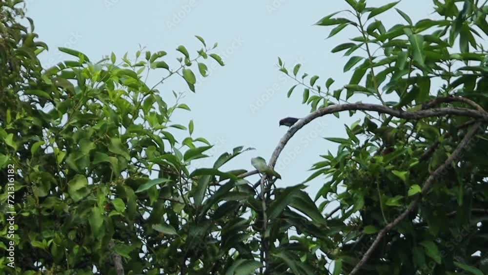 The Javanese Scarlet-Headed Flowerpecker Chili Bird is a type of bird that eats parasite fruit, seeds, small insects and has a habitat in yards, cities, open habitats, beaches, mangrove forests. The Javanese Scarlet-Headed Flowerpecker Chili Bird is a type of bird that eats parasite fruit, seeds, small insects and has a habitat in yards, cities, open habitats, beaches, mangrove forests.