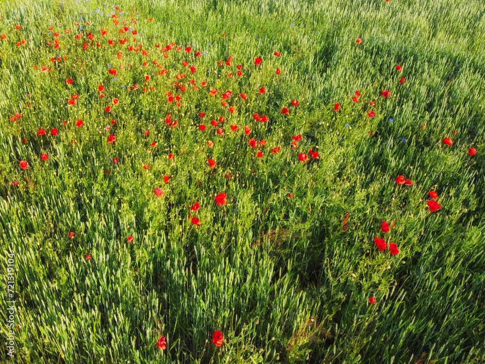 Red poppies on a wheat field on a sunny day, aerial view. Background.