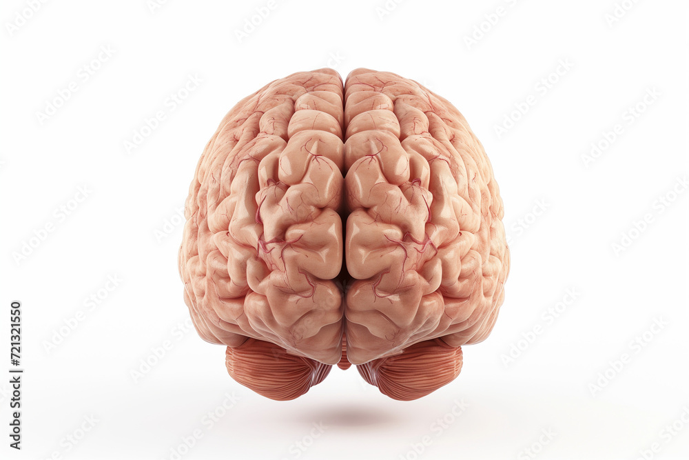 Brain 3d illustration isolated in studio Brain 3d illustration isolated in studio