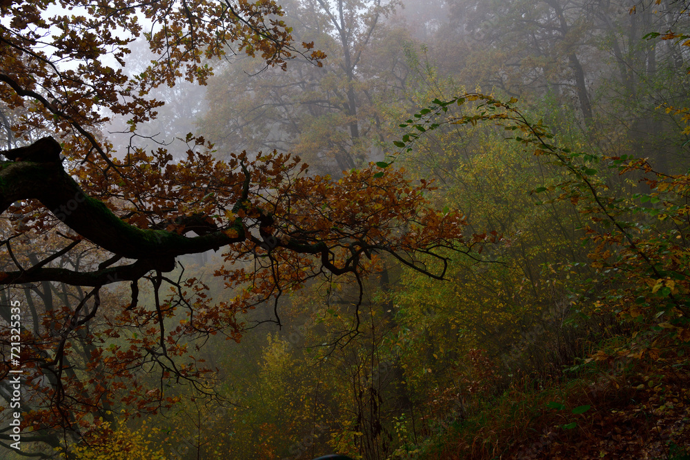 A colorful autumn forest with leaves immersed in the morning mist