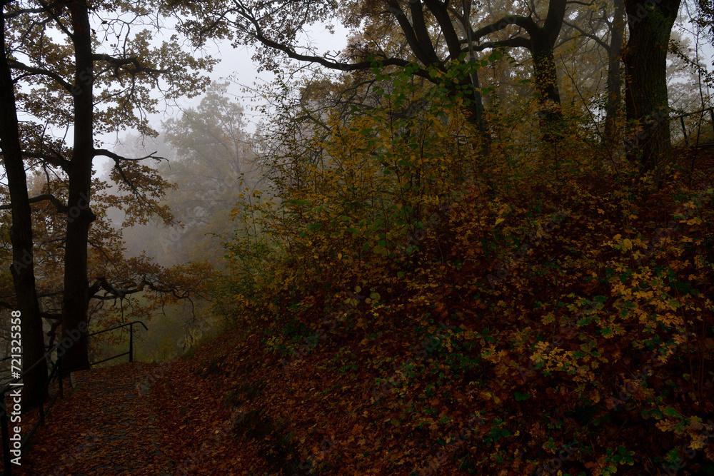 A view of the forest full of colorful leaves in autumn