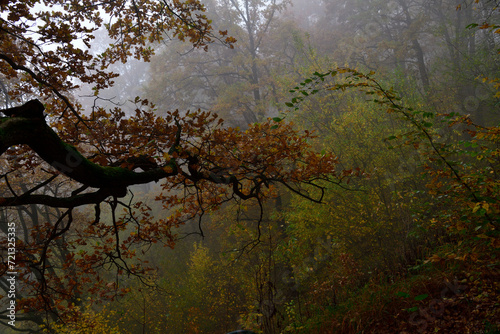 Obraz na płótnie A colorful autumn forest with leaves immersed in the morning mist w salonie