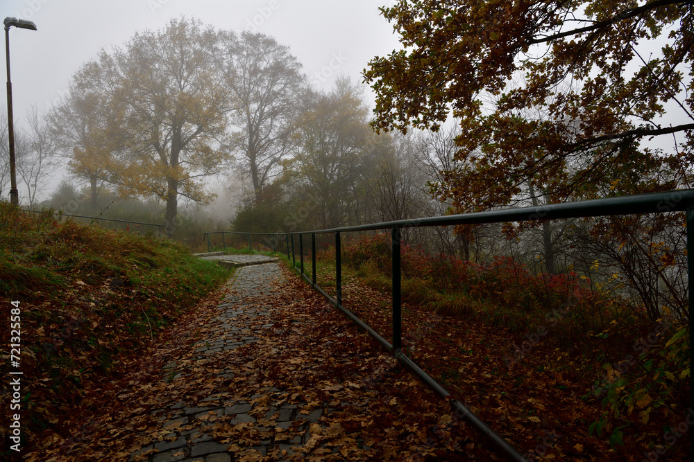 A view of the forest full of colorful leaves in autumn