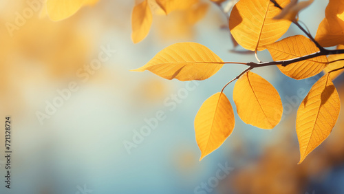 closeup of autumn leaves on tree,Autumn colorful leaves on the branch. Fall background.