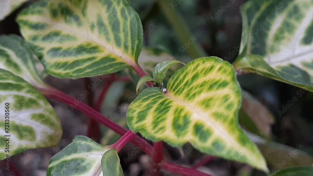 Fototapeta premium picture of leaves in the garden
