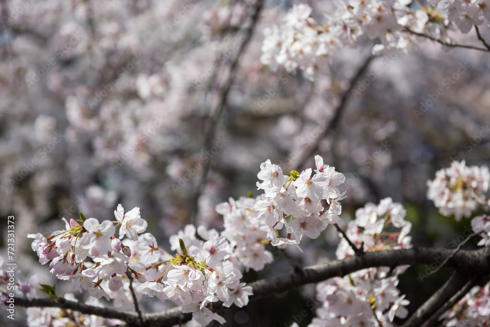 white cherry blossom or sakura flower full bloom, Nagoya white cherry blossom or sakura flower full bloom, Nagoya