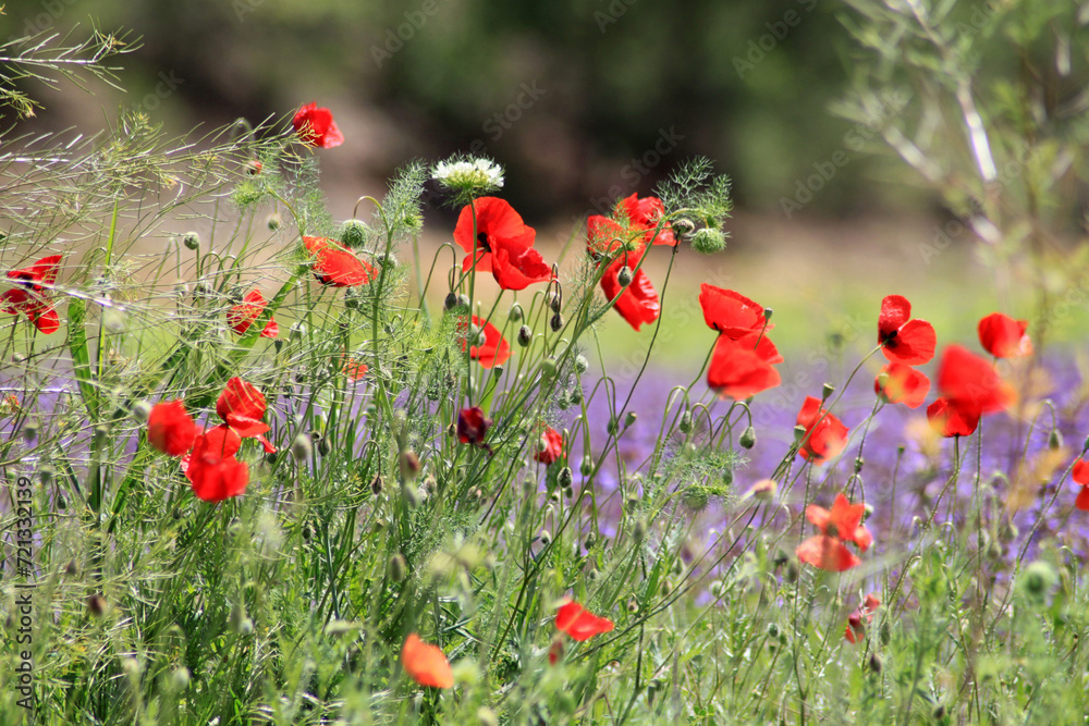 Fototapeta premium Beautiful Red poppies in field