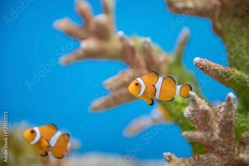 Young orange clownfish swim by coral reef at Suphan aquarium