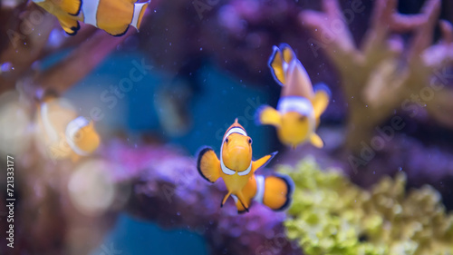 Closeup clownfish swim by coral reef at Bueng Chawak aquarium