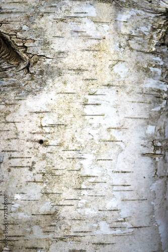 Fototapeta Naklejka Na Ścianę i Meble -  Brzoza, kora drzewa.