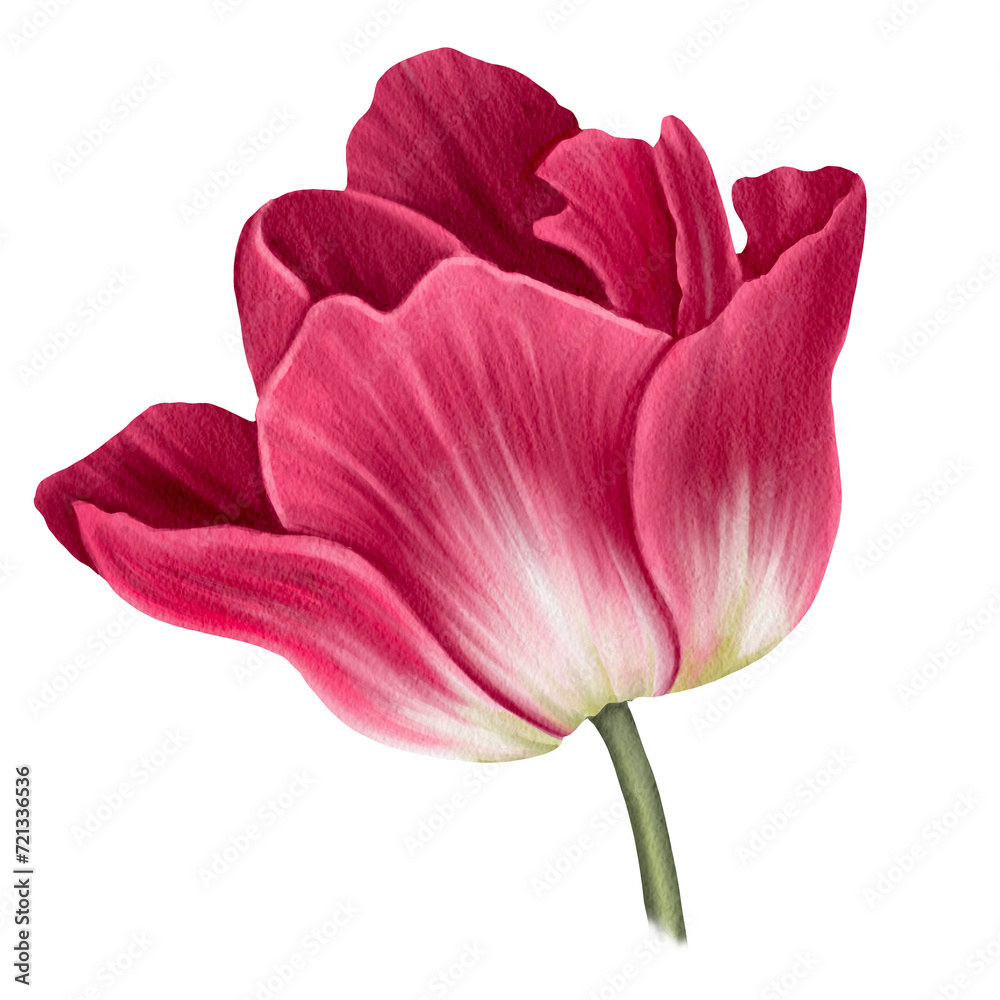 Watercolor Red tulip isolated on white