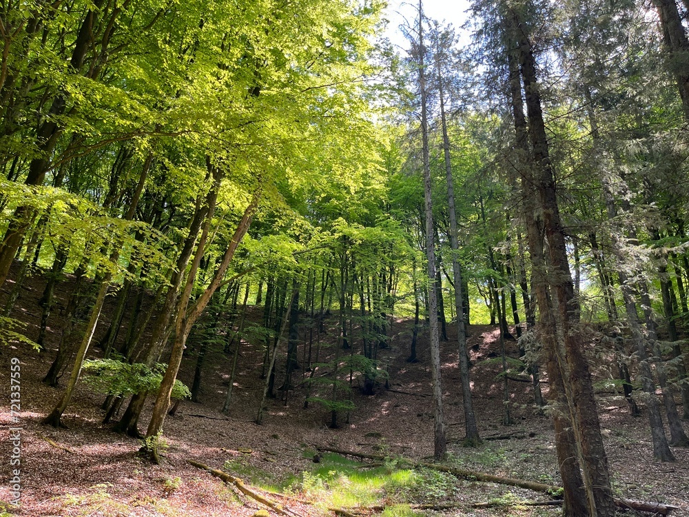 Obraz premium spring in the forest