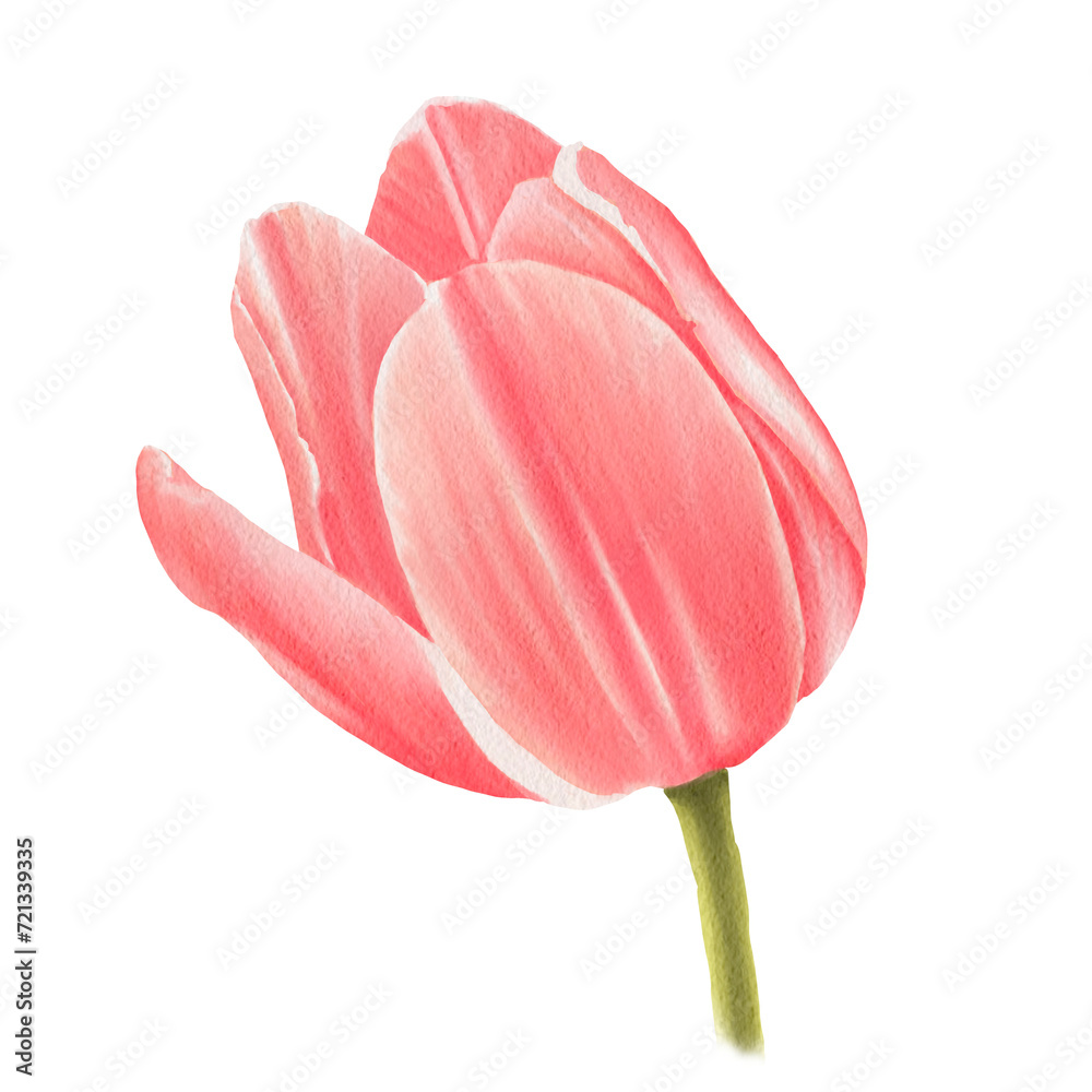 pink tulip watercolor 
