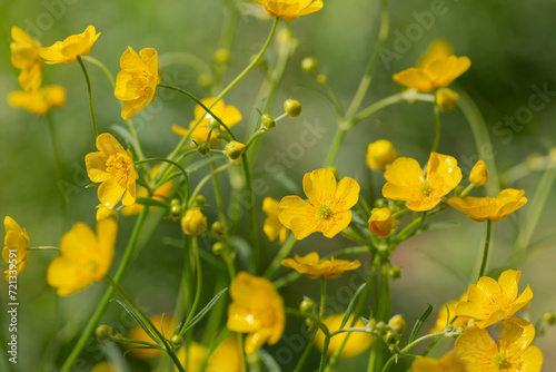 close up of buttercups on the Green blurred background