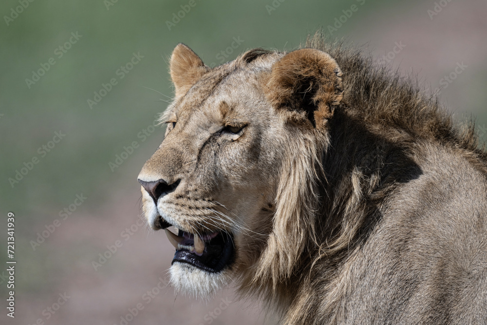African lion close-up in savannah in natural conditions in Kenya national park African lion close-up in savannah in natural conditions in Kenya national park
