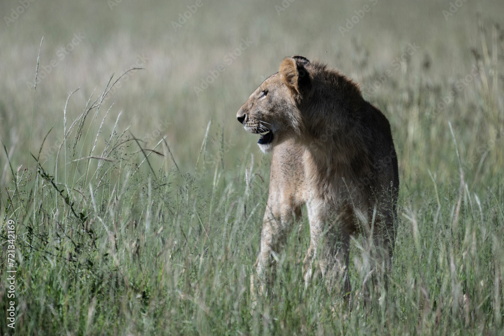 Obraz premium African lion close-up in savannah in natural conditions in Kenya national park