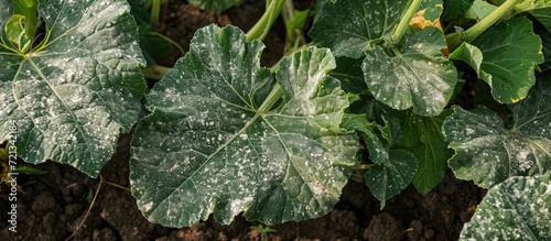 Zucchini leaves have a white powdery coating in the field, causing curling and drying. This fungal disease affects vegetable crops in the garden.