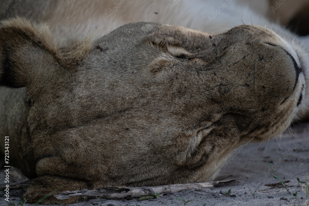 African lion close-up on rest in natural conditions in Kenya national park African lion close-up on rest in natural conditions in Kenya national park