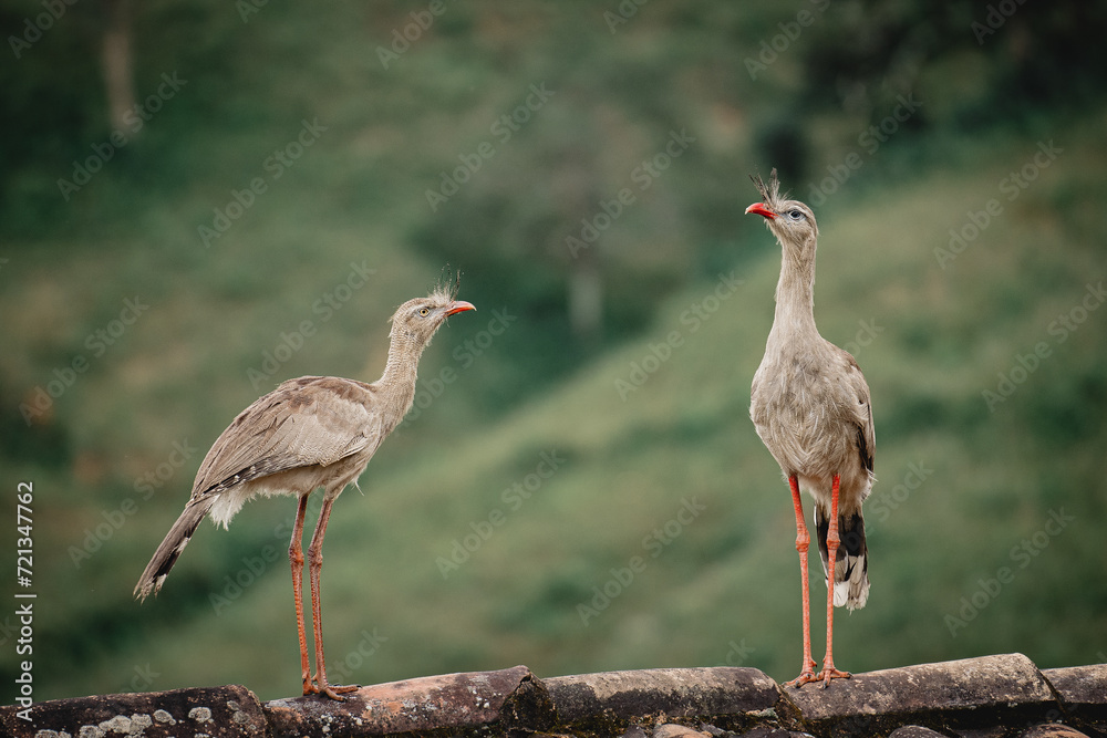 Naklejka premium Seriemas close-up