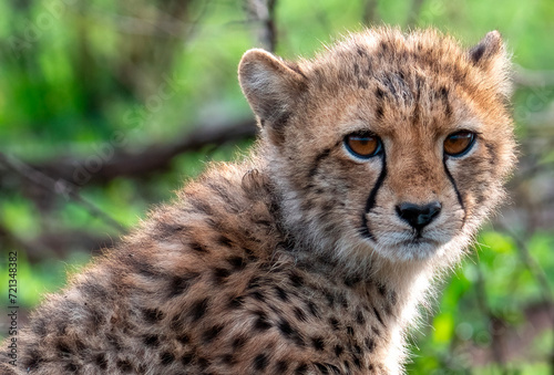 Cheetah cub, Zimanga Private Game Reserve, KwaZulu Natal, South Africa.