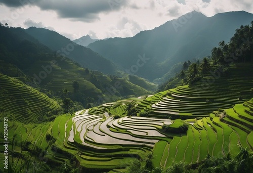 Panoramic landscape of Indonesian rice field terraces on a mountain ricefield terrace super wide ric photo