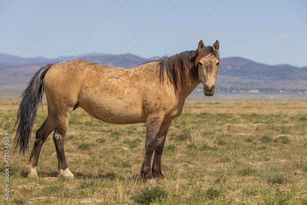 Beautiful Wild Horse in Spring in the Utah Desert