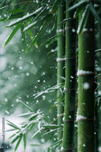 A close-up of a green bamboo forest in snowy winter weather. Green beautiful bamboo background. Bamboo trees in forest.