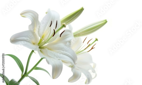 White lily flower isolated on white background with clipping path. Close up.