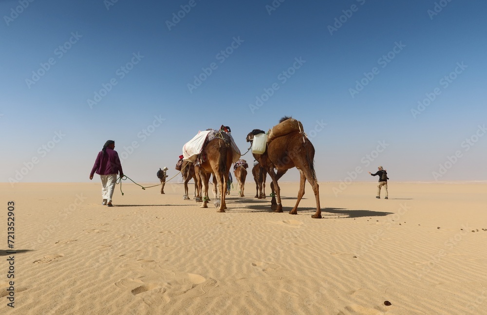 Camel Caravan with men trekking and hiking through the western desert in Egypt n Bahariya oasis Camel Caravan with men trekking and hiking through the western desert in Egypt n Bahariya oasis
