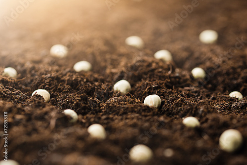 planted pea seeds in the ground, close-up