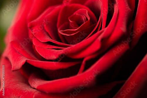 red rose extreme close-up  natural background