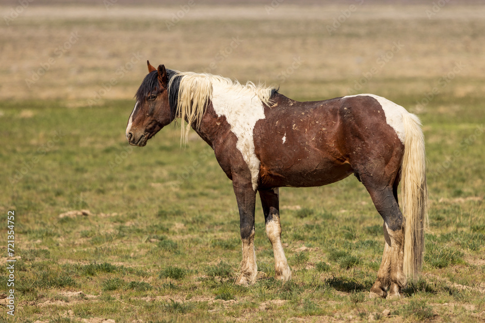 Beautiful Wild Horse in Spring in the Utah Desert Beautiful Wild Horse in Spring in the Utah Desert
