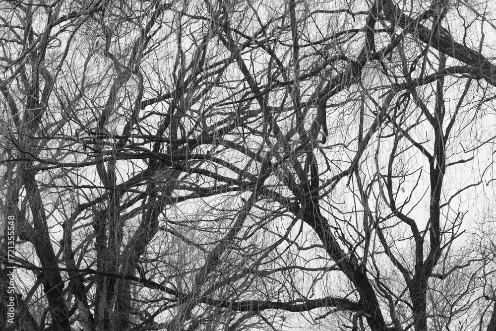 silhouette of a trees in winter silhouette of a trees in winter