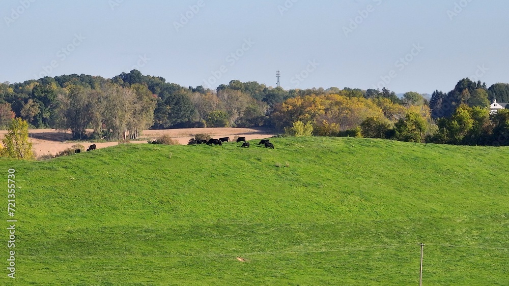 Fototapeta premium Peaceful countryside farm with green rolling hills and cattle grazing on sunny day in rural up state New York 