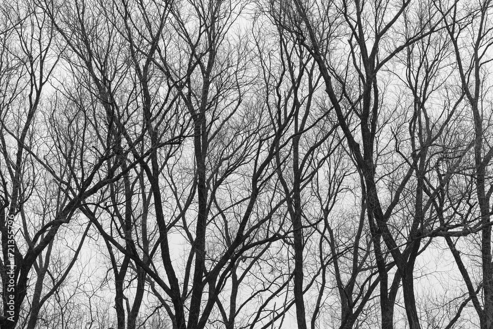 black and white depiction of bare deciduous trees in near silhouette on a fog filled afternoon in January black and white depiction of bare deciduous trees in near silhouette on a fog filled afternoon in January