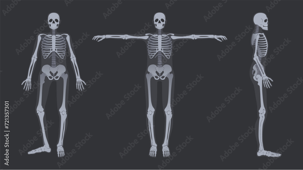 Human skeleton x-ray. Detailed radiology full-body bone structure anatomy poses, vector illustration set Human skeleton x-ray. Detailed radiology full-body bone structure anatomy poses, vector illustration set