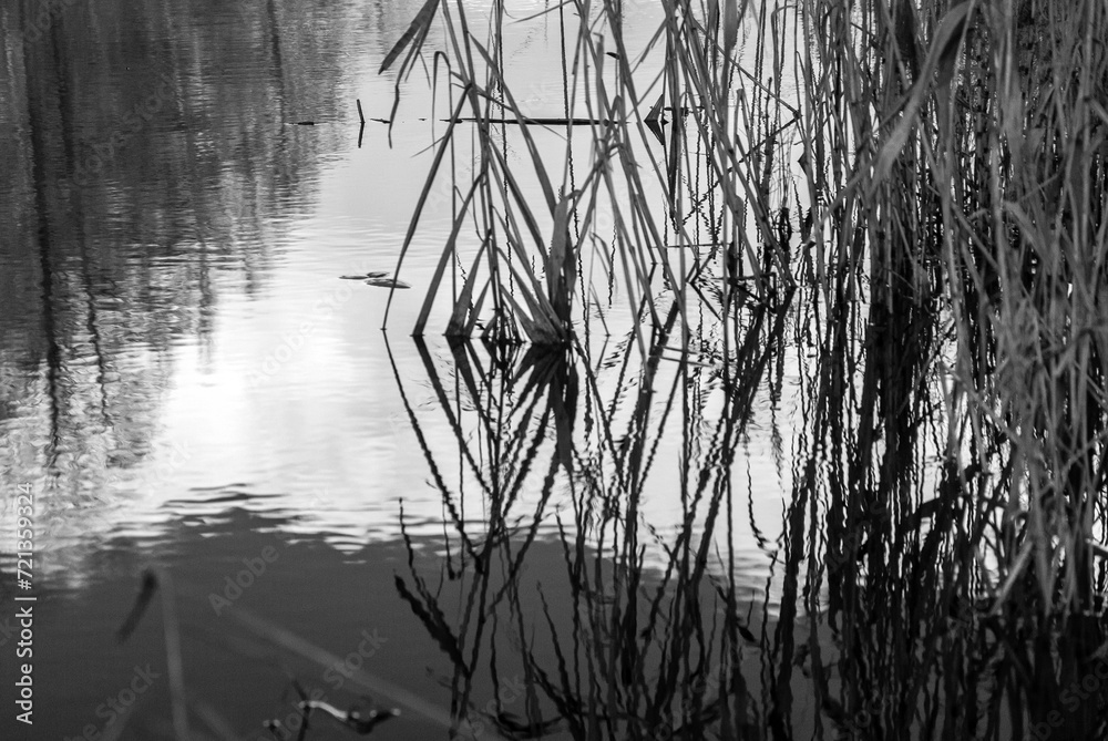 Obraz premium abstract black and white photo with plant texture
