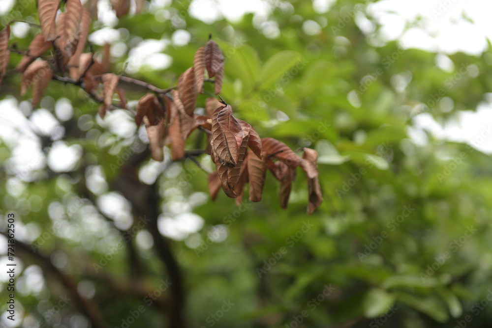 Guava leaves dry in the rainy season brown with firm fibers on a green leaf background