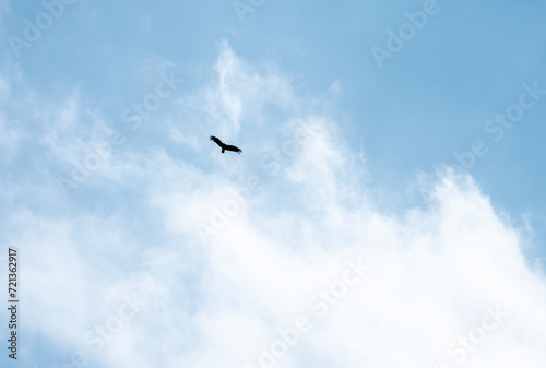 Graceful bird flies high in the blue sky