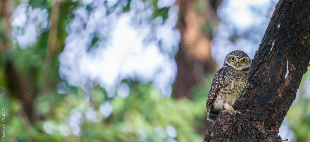 Fototapeta premium Spotted Owlet (Athene brama) perched on a tree in nature. Banner panorama 