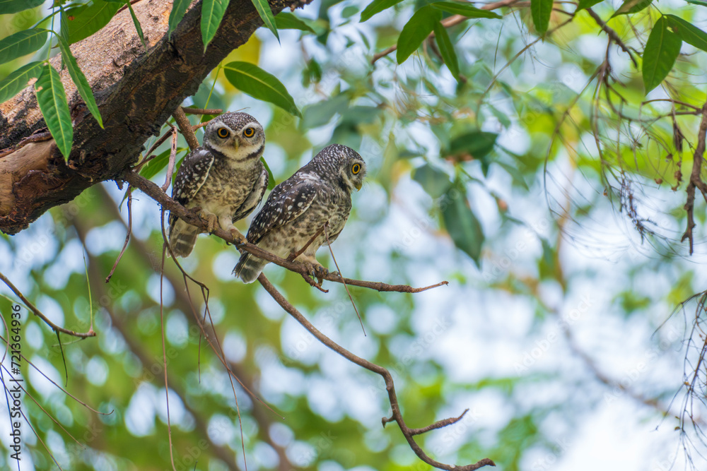 Spotted Owlet (Athene brama) perched on a tree in nature.
Spotted Owlet (Athene brama) perched on a tree in nature.